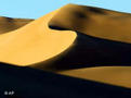 Pez de arena: cmo deslizarse por el desierto sin morir abrasado.